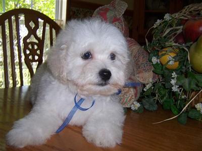 Puppies for Sale